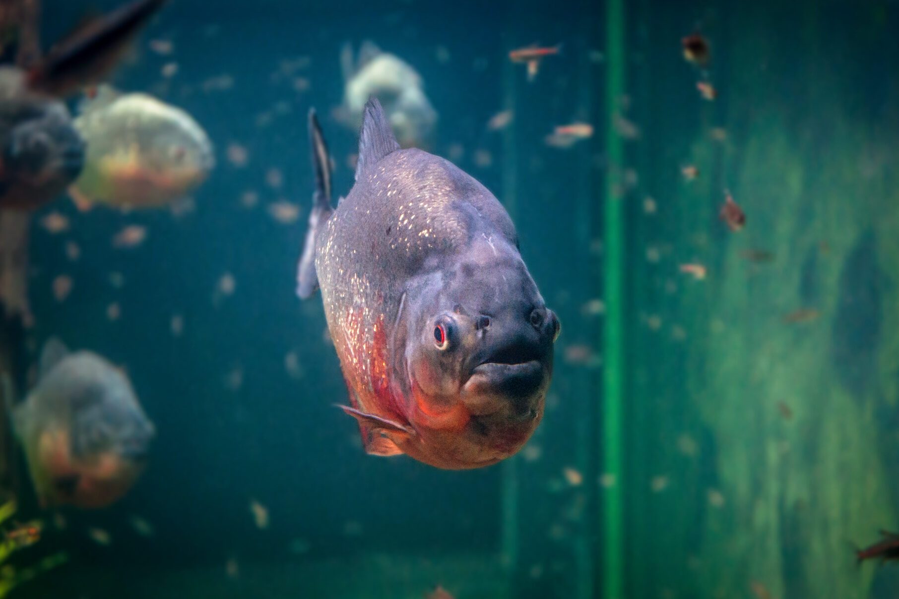 Piranha in an aquarium