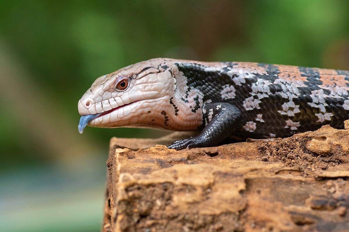 How Long Do Lizards Live Gettyimages 1265711148