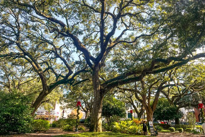 The Best Time to Visit Savannah, Georgia, for Great Weather and an Unforgettable Trip