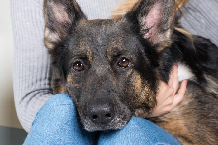 13 Revealing Secrets Your Dog Knows About You