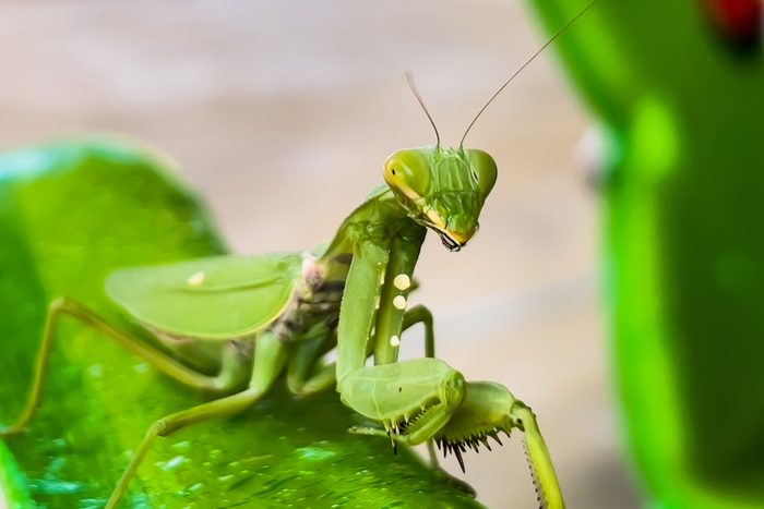 13 Bizarre Bug Facts That Will Totally Freak You Out