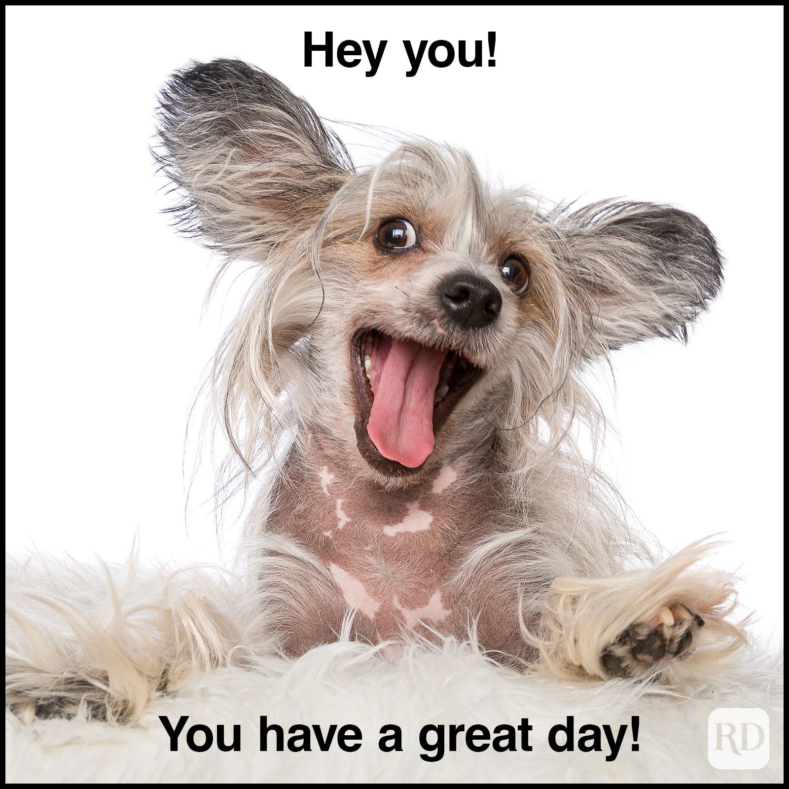 Have A Great Day Memes