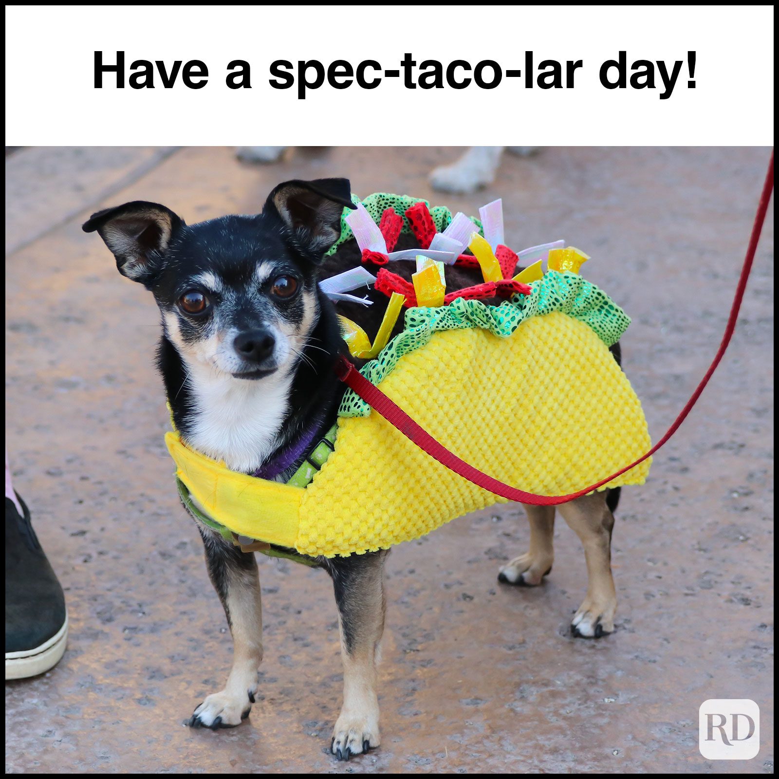 Have A Great Day Memes