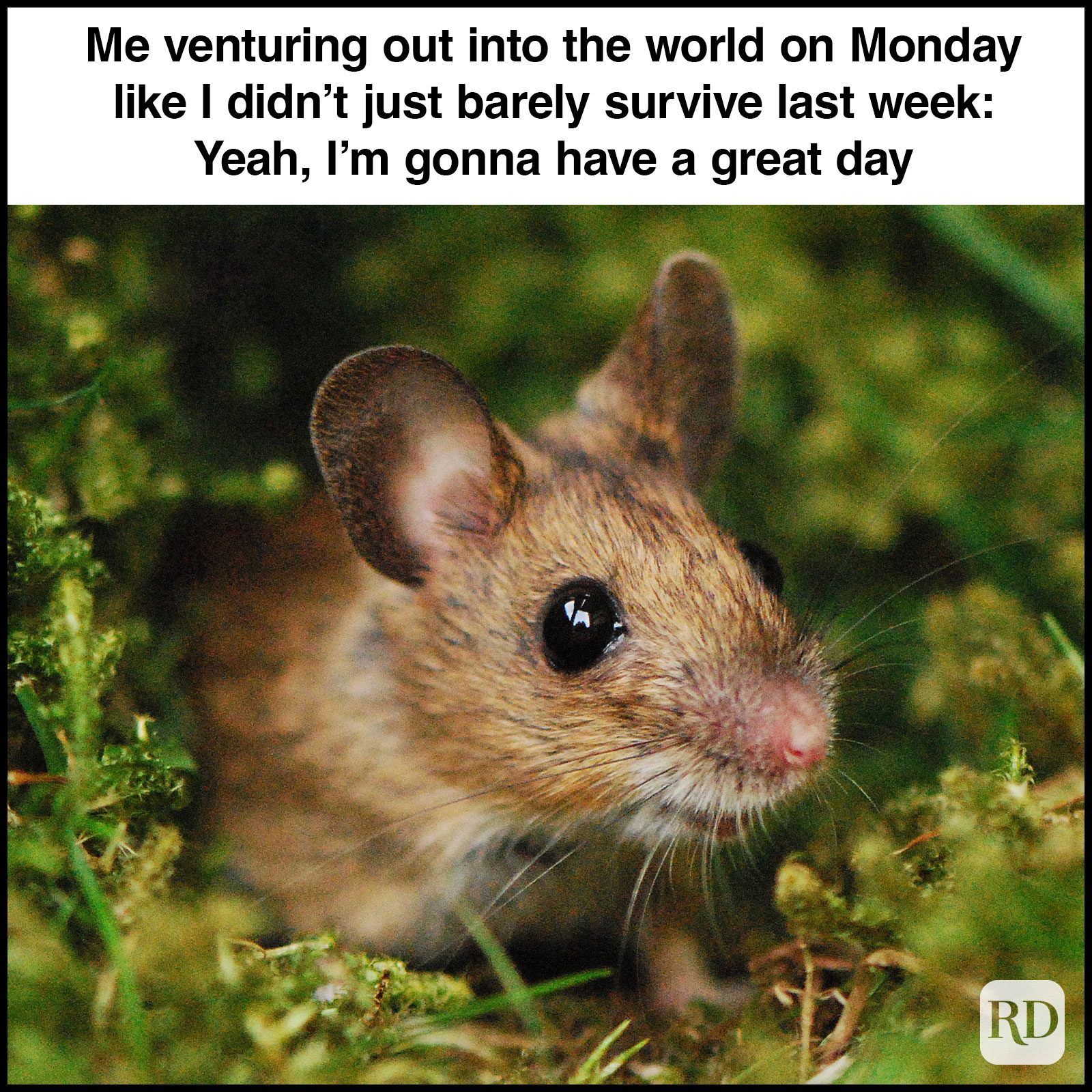 Have A Great Day Memes