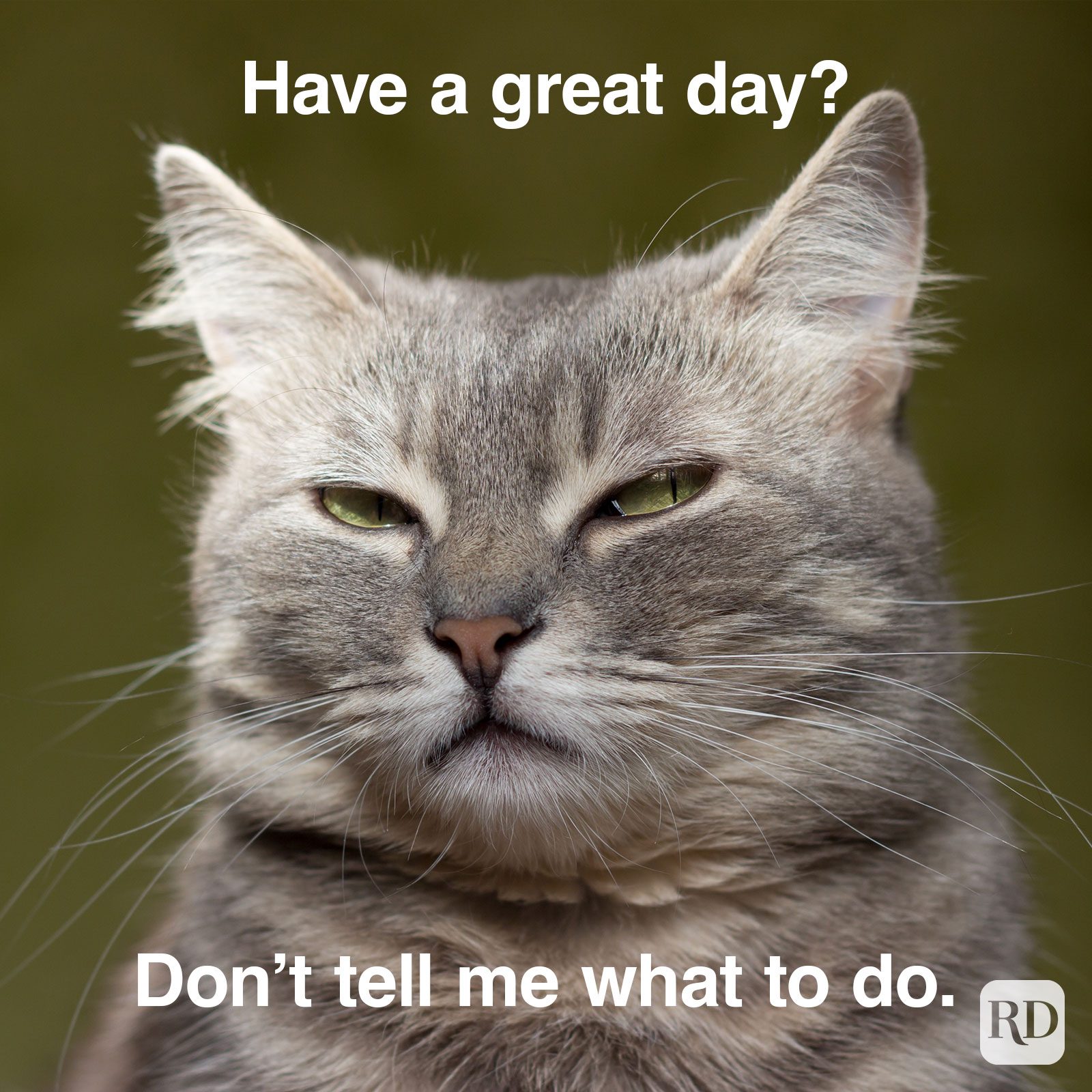 Have A Great Day Memes