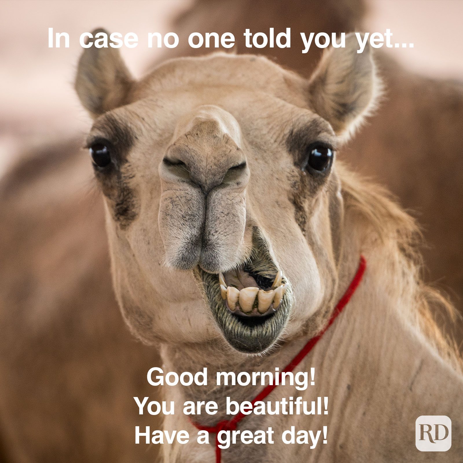 Have A Great Day Memes
