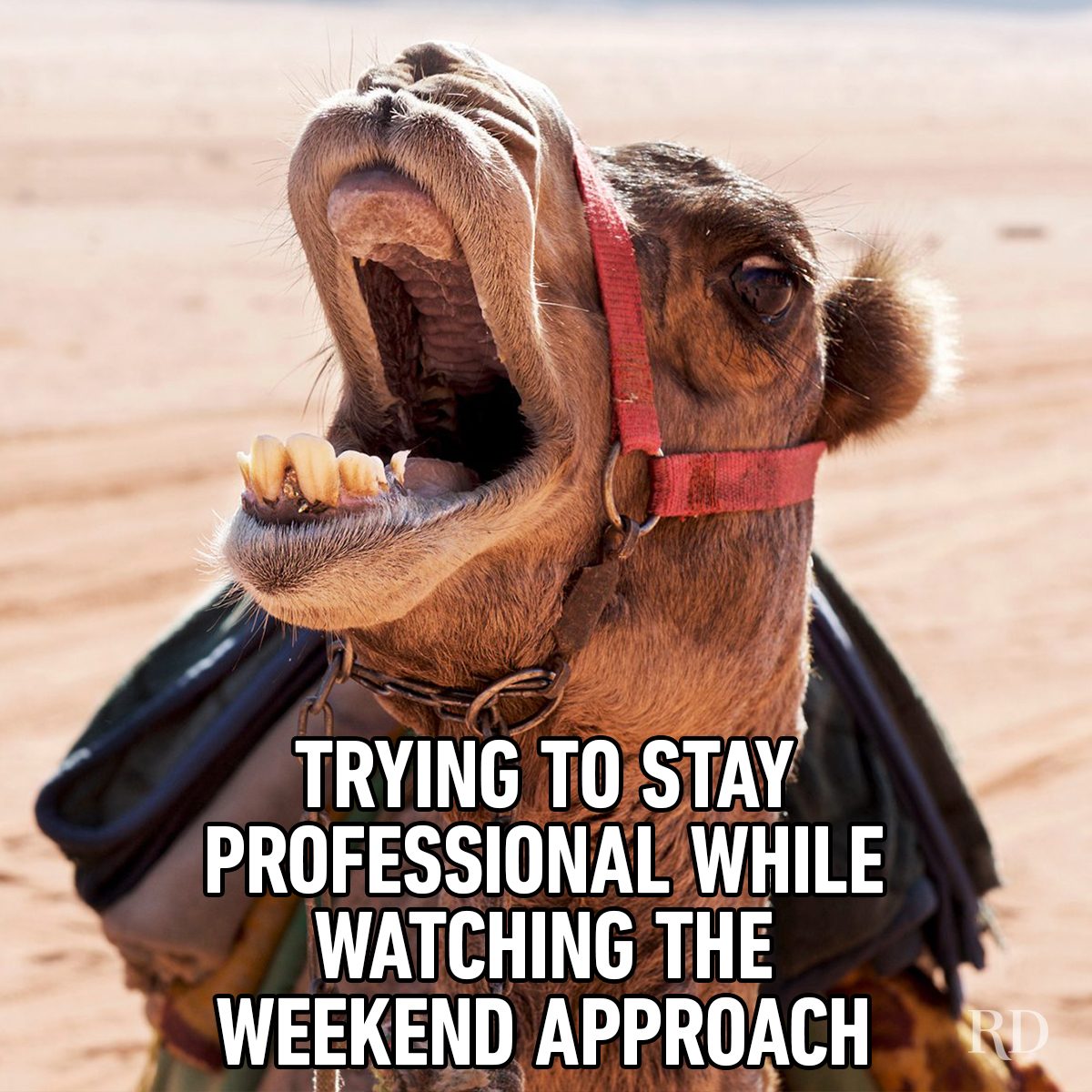 Hump Day Memes 1