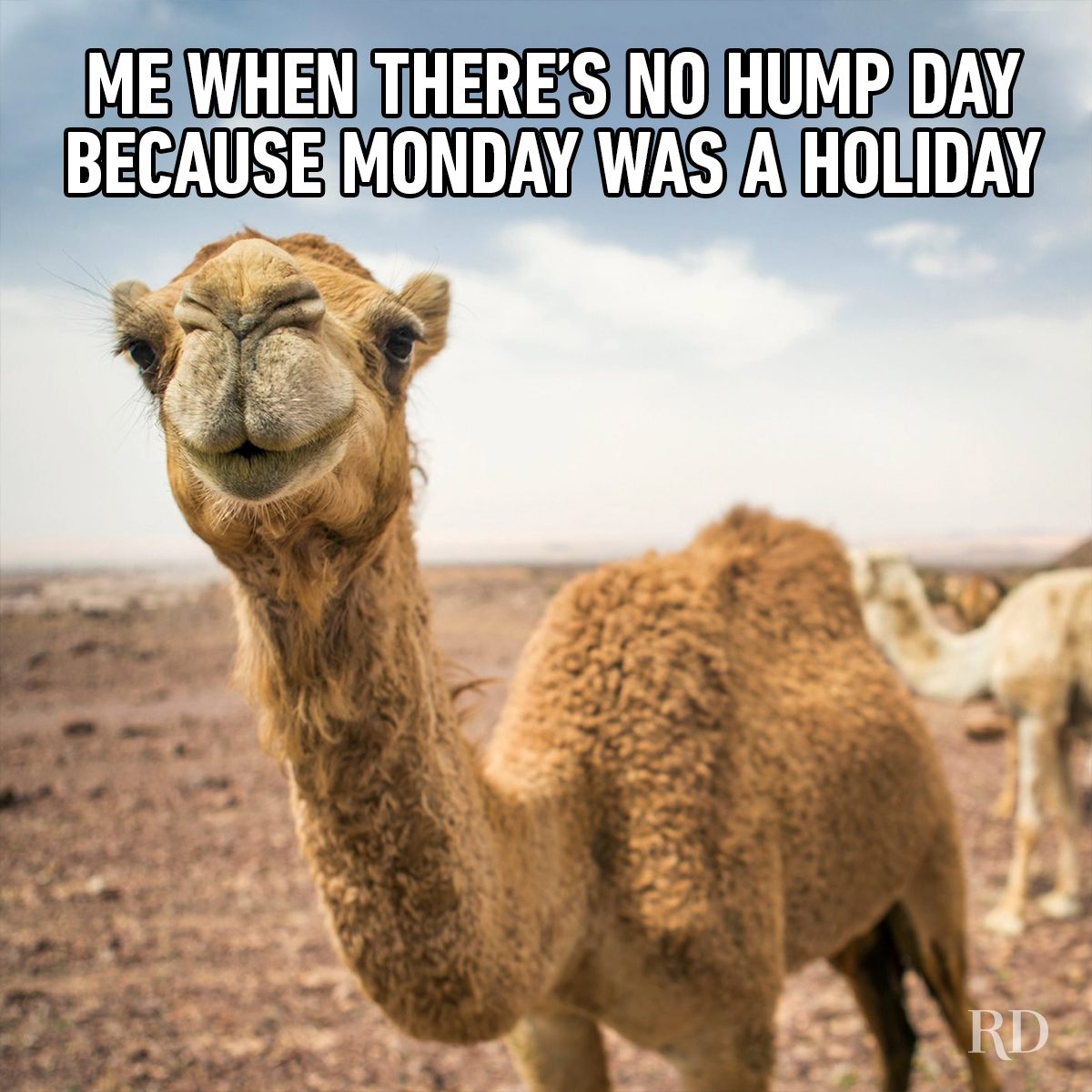 Hump Day Memes 10