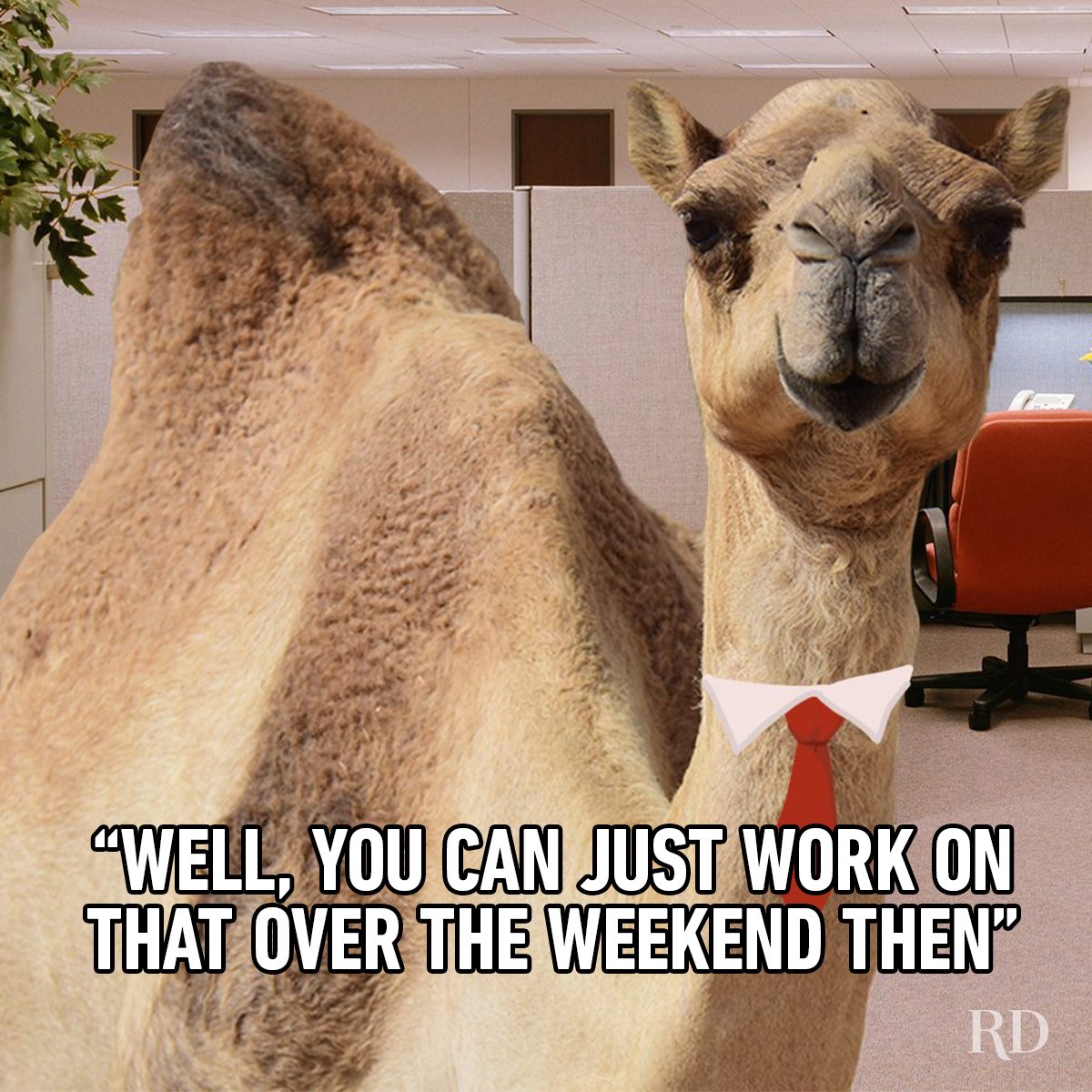 Hump Day Memes 11