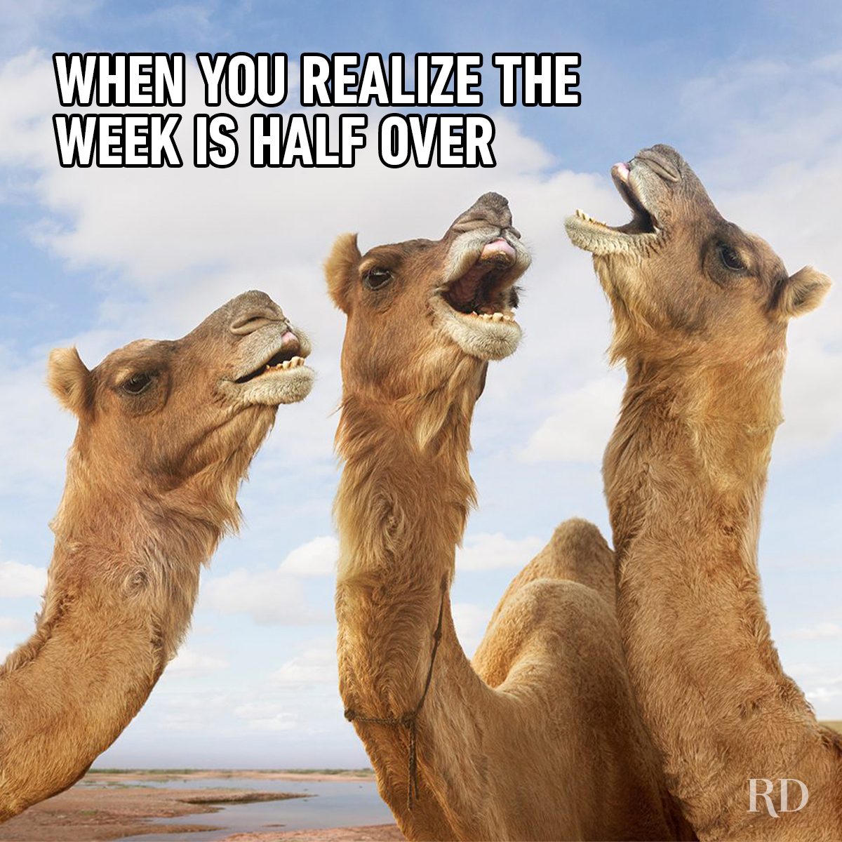 Hump Day Memes 14