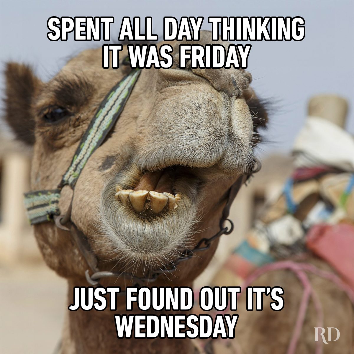 Hump Day Memes 2