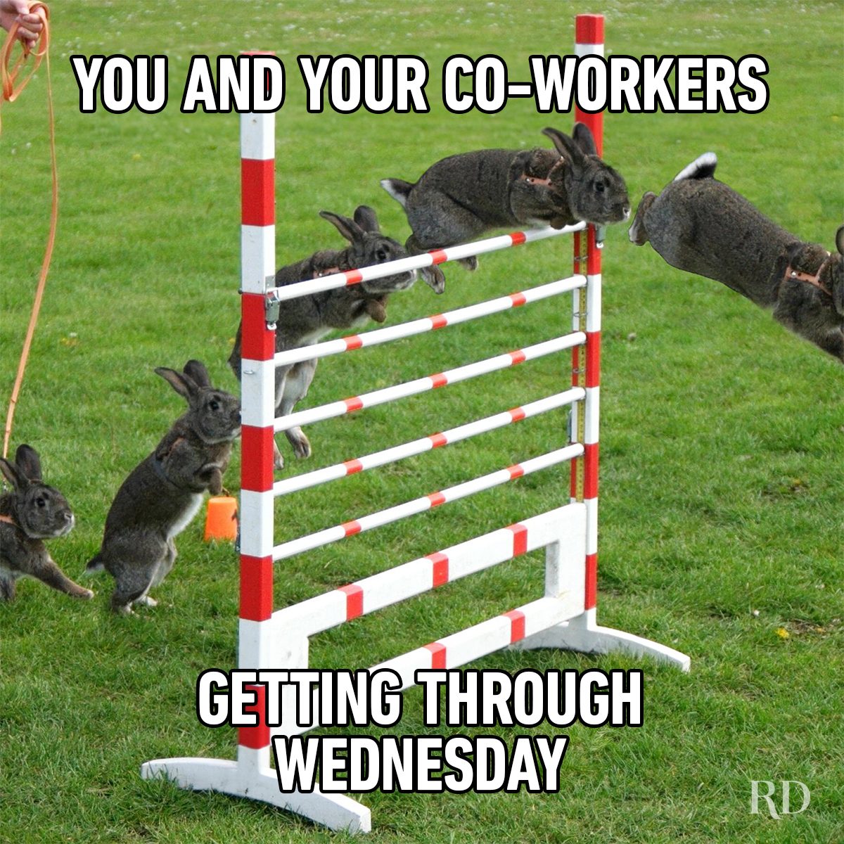 Hump Day Memes 5
