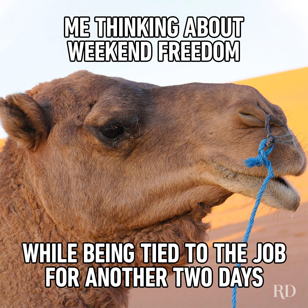 Hump Day Memes 7