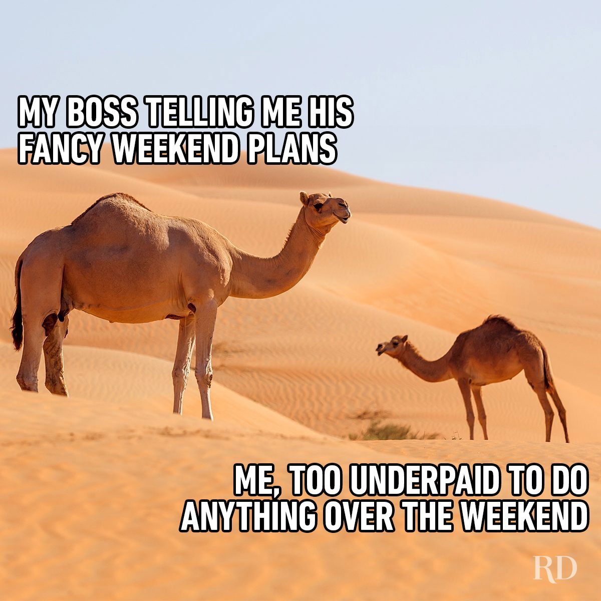 Hump Day Memes 8