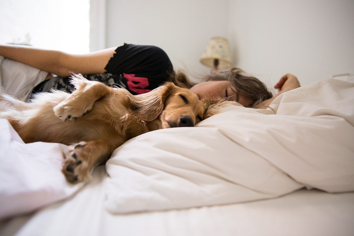 dog sleeping in bed with human