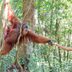 13 Ways Orangutans Are Just Like Humans