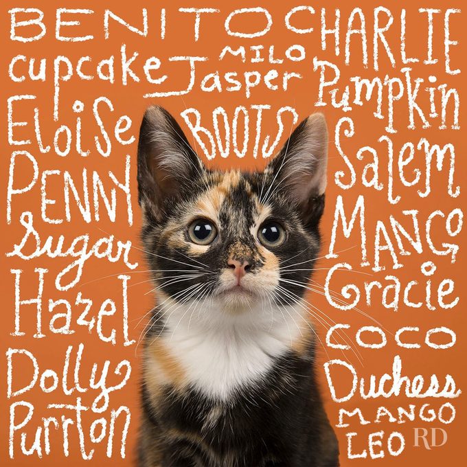 200+ Best Cat Names That Are Purrfect for Your Pet