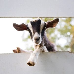 goat looking through fence