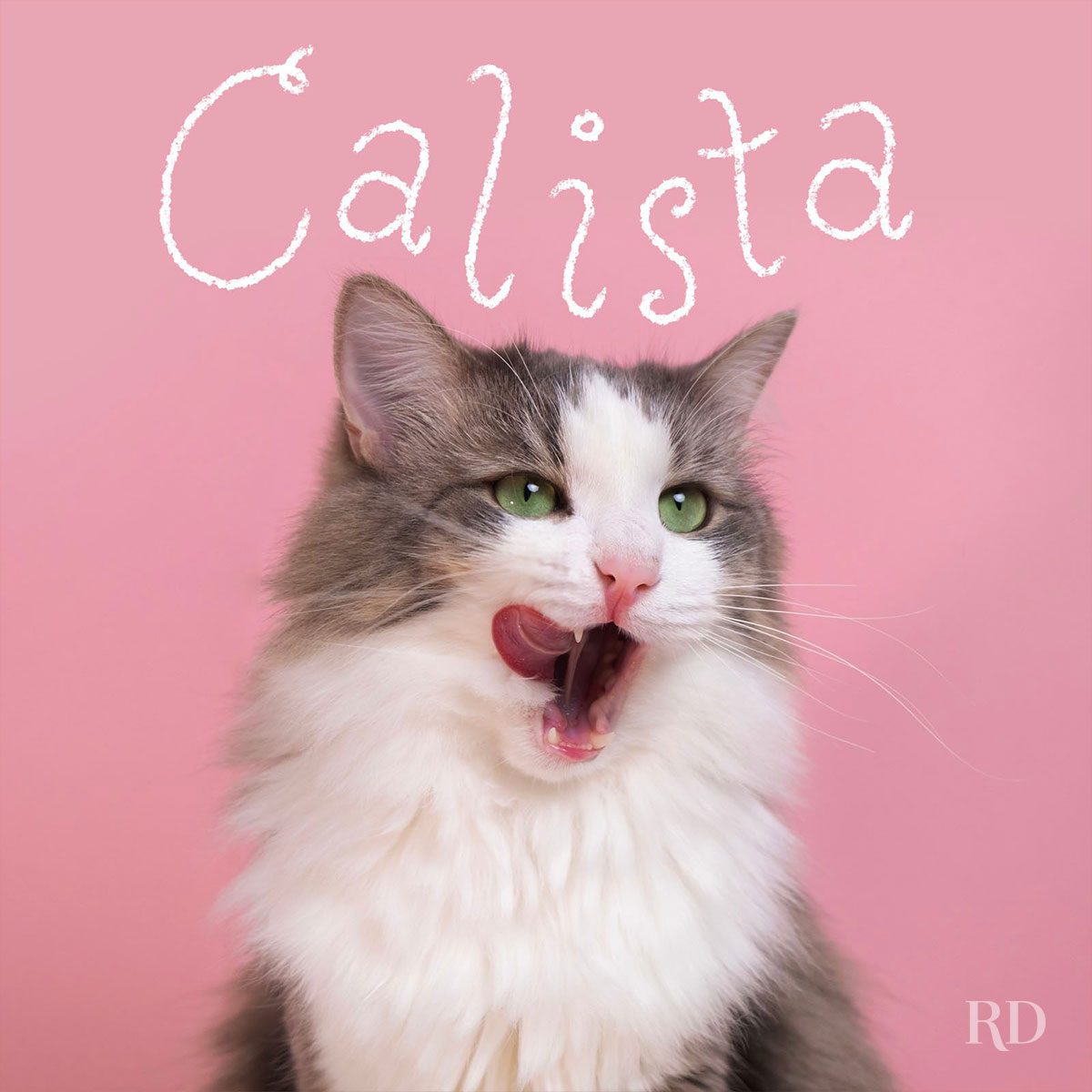 Cat licking lips, against a pink background with the name "Calista" written above in white lettering.