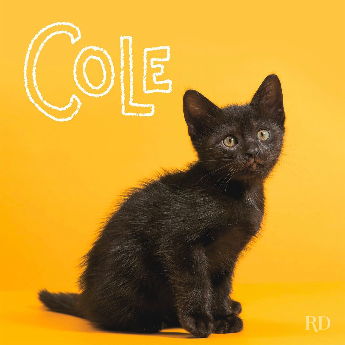 Black kitten sits attentively against bright yellow background; text "Cole" is written above.