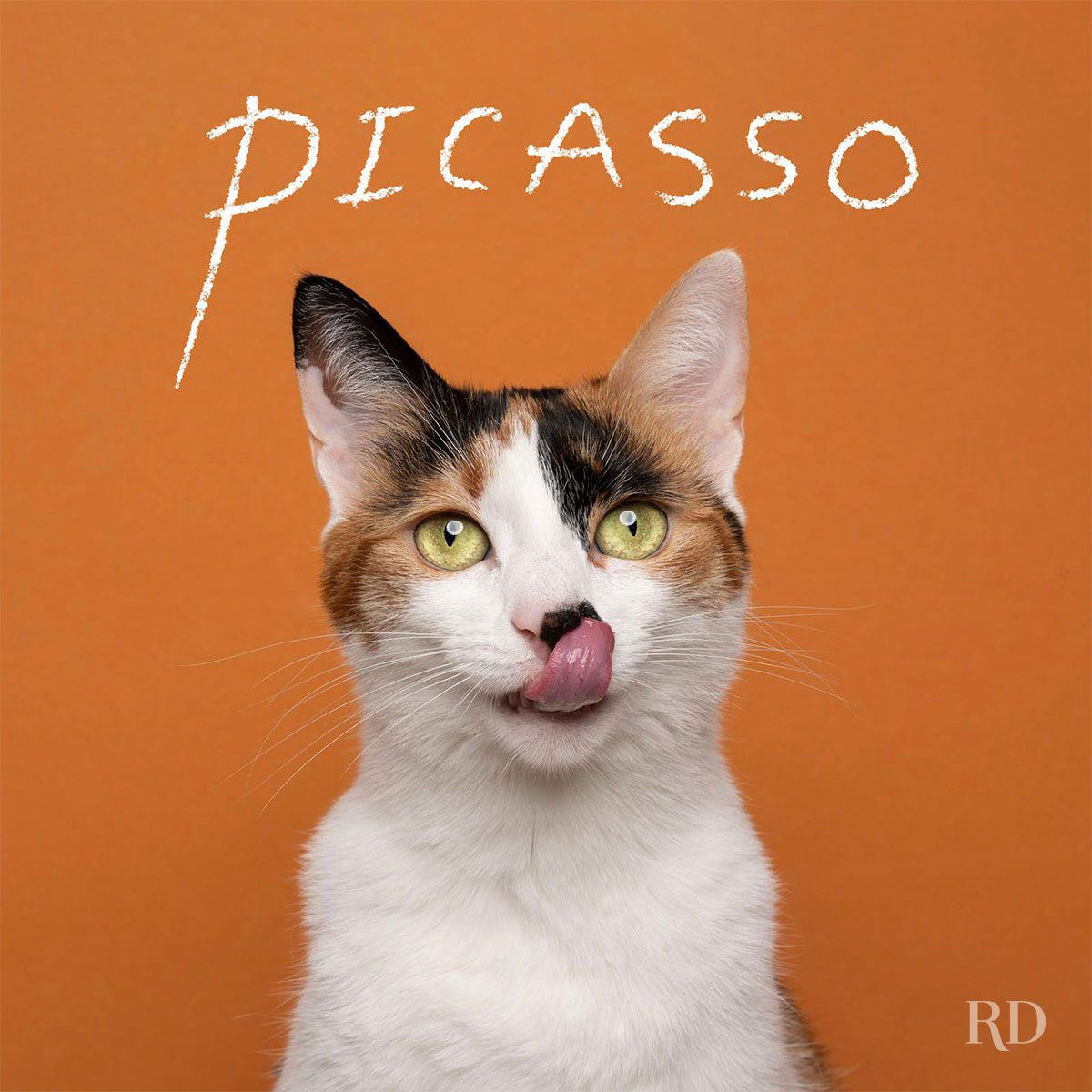 A calico cat licks its nose against an orange background. The text says "PICASSO" in a handwritten style above the cat's head.