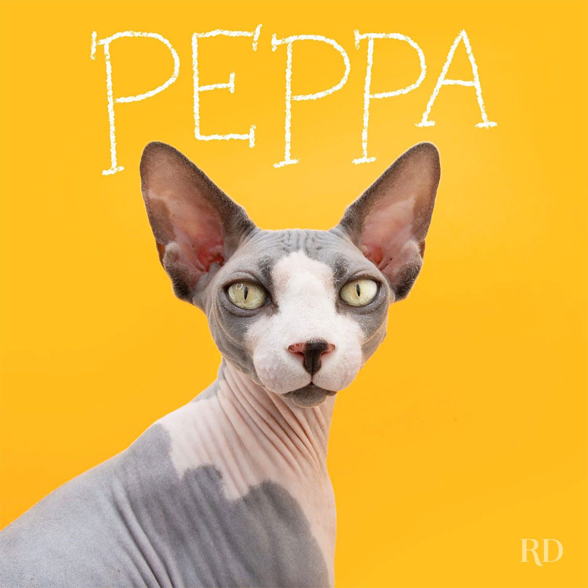 Sphynx cat staring intensely, set against a bright yellow background. Text above reads "PEPPA".