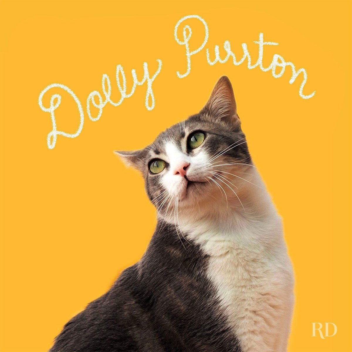 Celebrity Inspired Cat Names