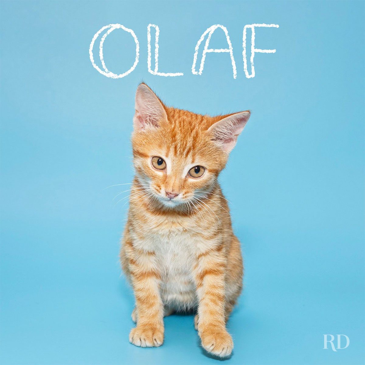 Orange kitten sits, looking inquisitive, against a solid blue background. Text above reads "OLAF" in white letters.