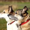 Side on headshots of a Belgian Malinois (in focus) and a Smooth Collie (in background) with a short depth of field.