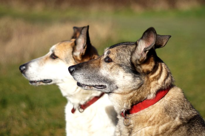 Dog Breeds Everyone Always Gets Confused