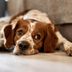 Should You Let Your Dog Sleep in Your Bed?