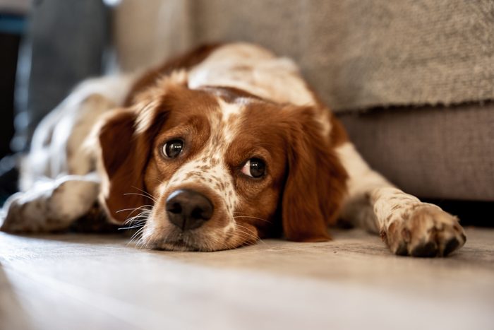 8 Natural Remedies for Arthritis in Dogs