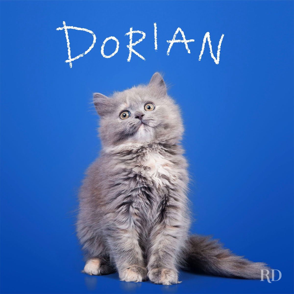 Gray kitten sits against solid blue backdrop; text reads "DORIAN."