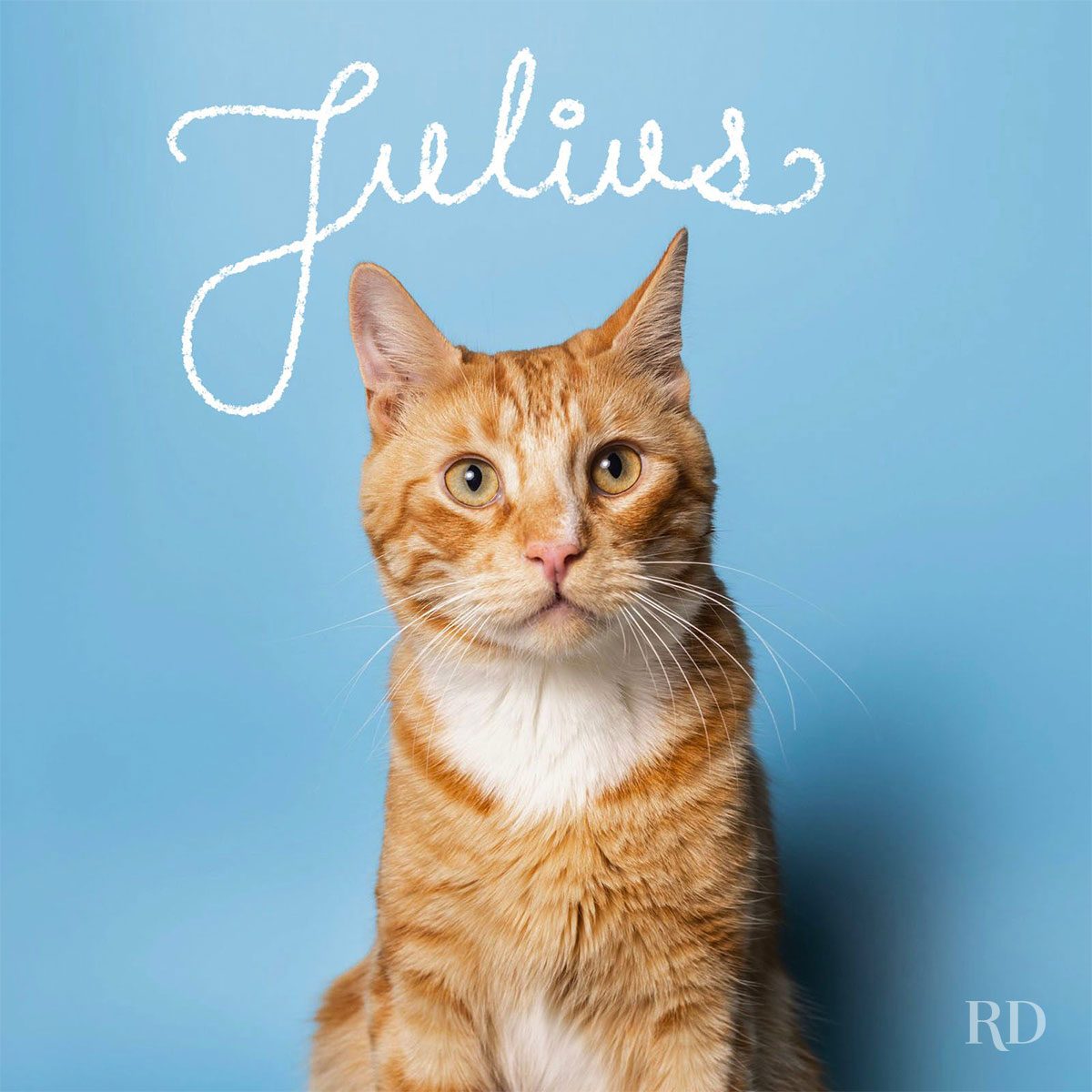 Cat sits against blue background; text above reads "Julius."
