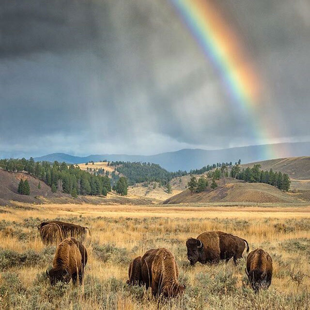 Stunning Rainbow Photos From All Across America Erica Harvey Country E1752074616248
