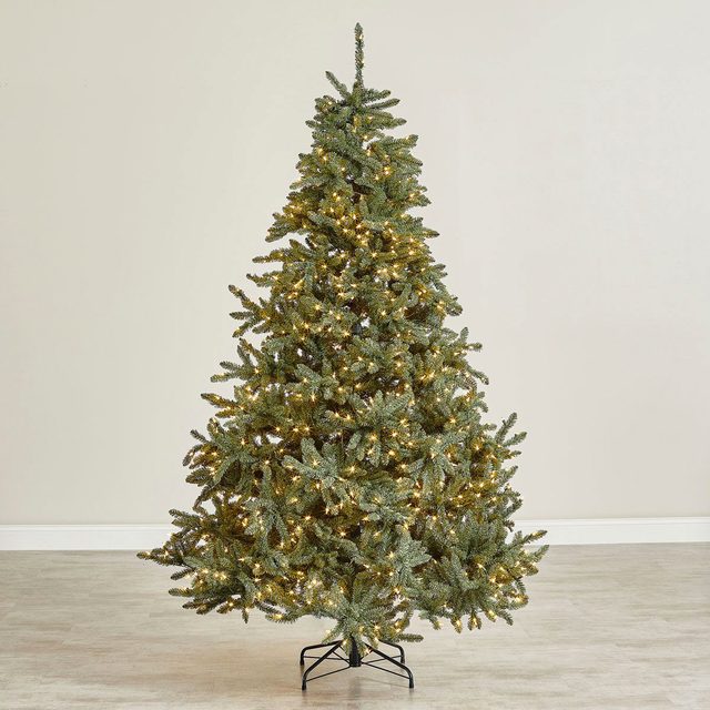Classic Blue Spruce