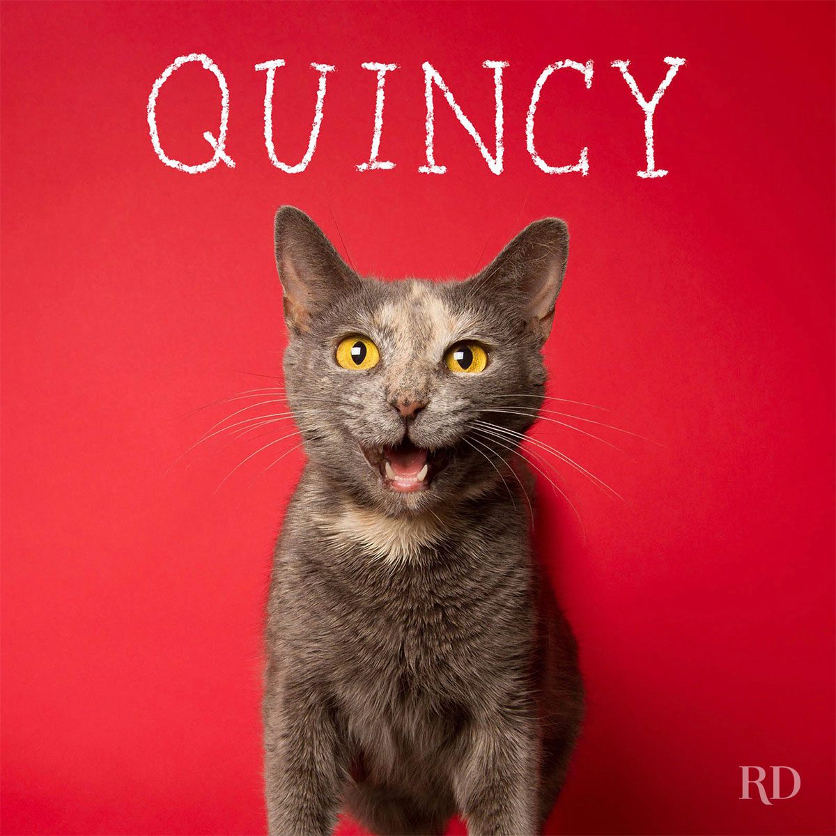 Gray cat sits against red background, mouth open. Text above reads "QUINCY."