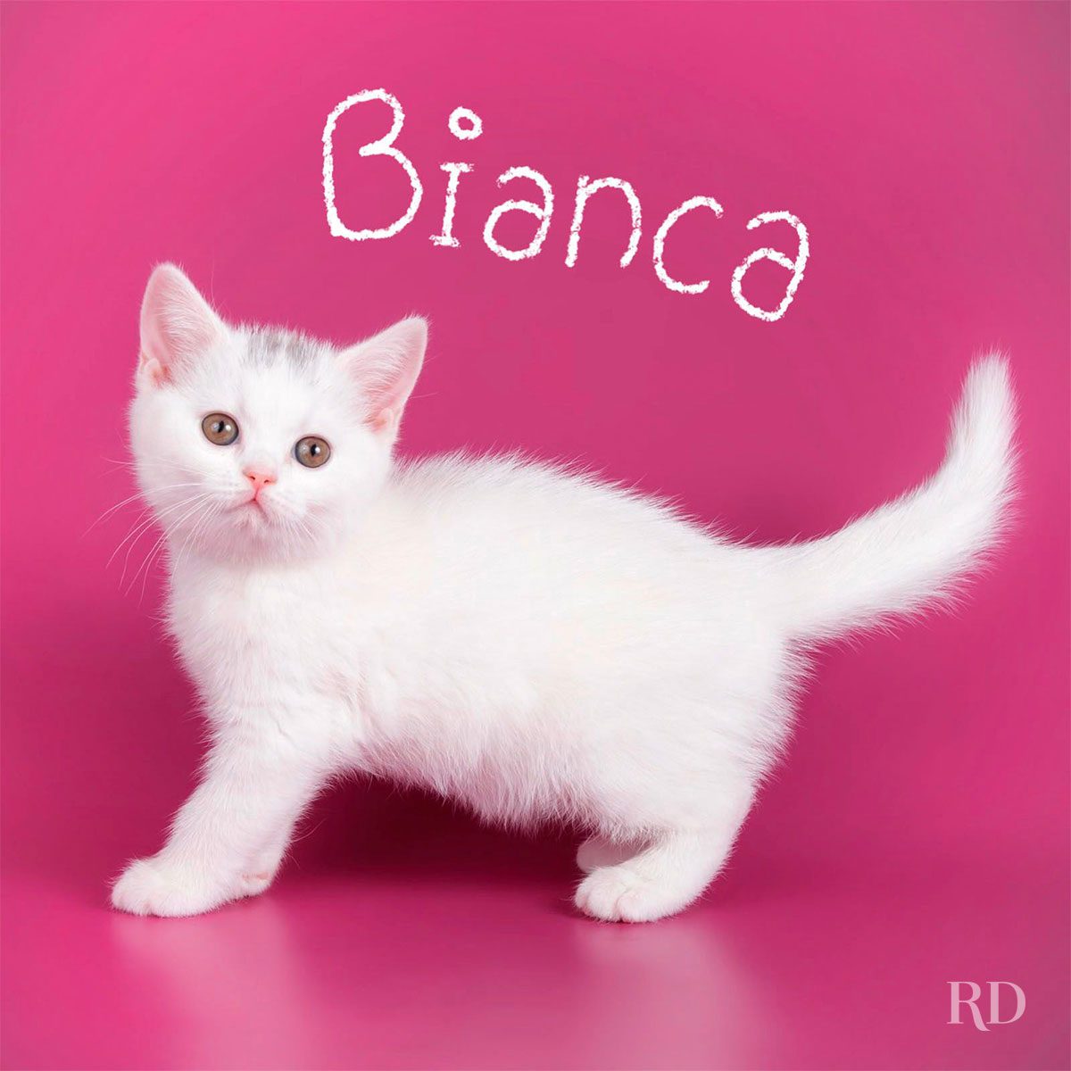 White kitten stands on a vibrant pink background, looking forward. Text above reads "Bianca."